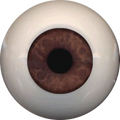 Eyeco PolyGlass Eyes - 22mm A033