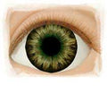 Real Eyes 26mm Dark Brown Green