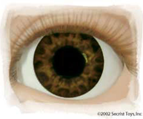 Real Eyes 24mm Tiger Brown